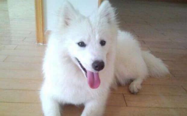银狐犬为什么很少人养