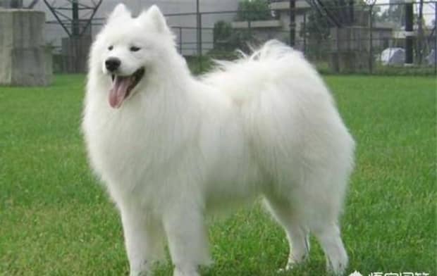 世界十大傻狗排名哈士奇都没进前三斗牛犬超凶猛