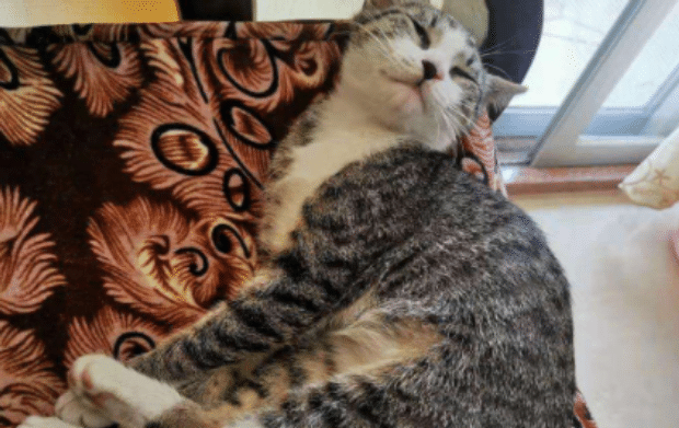 狸花猫不亲人怎么办