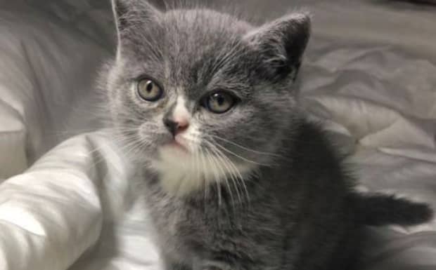 纯种蓝猫多少钱一个 纯种蓝猫多少钱一个