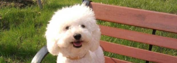 比熊犬价格一般多少钱啊
