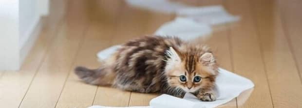 猫大便跟果冻一样软便是猫瘟吗 