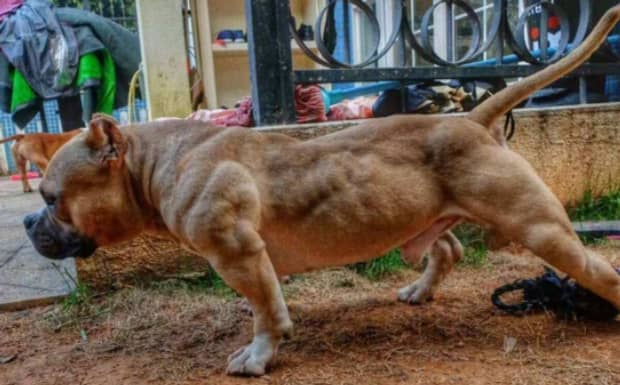 现在一只小恶霸犬需要多少钱