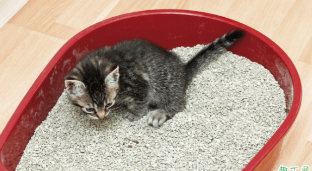 小猫总吃猫砂是咋回事