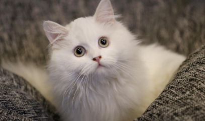 猫毛沾屎怎么能擦干净