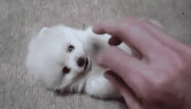 狗狗喜欢主人有什么表现