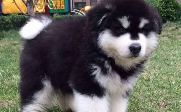 最大的阿拉斯加犬有多大
