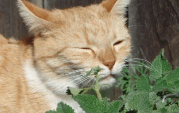 干的猫薄荷可以给猫吃吗