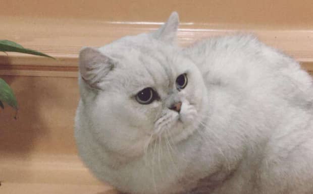 猫怀孕几个月才能下崽