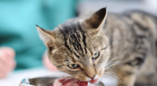 猫咪吃生肉怎么吃