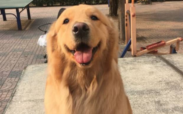 金毛犬多少钱一只
