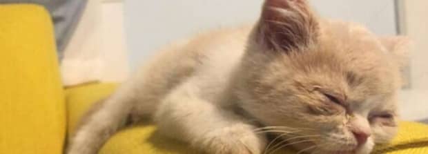 最近一个月在马路上看见3只撞死的猫满面狰
