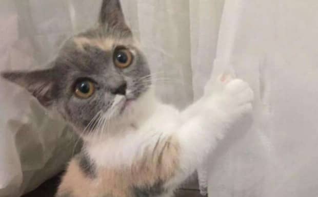 猫瘟有什么症状猫瘟早期表现