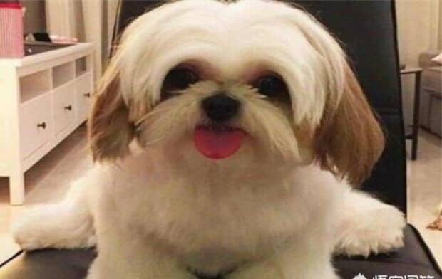 世界十大傻狗排名哈士奇都没进前三斗牛犬超凶猛
