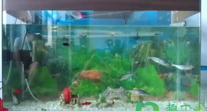 一天的鱼缸水为什么是绿色的