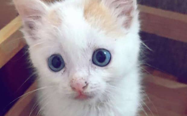猫咪绝育的利与弊