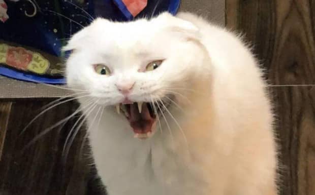 猫咪恨主人的十种表现是怎样的