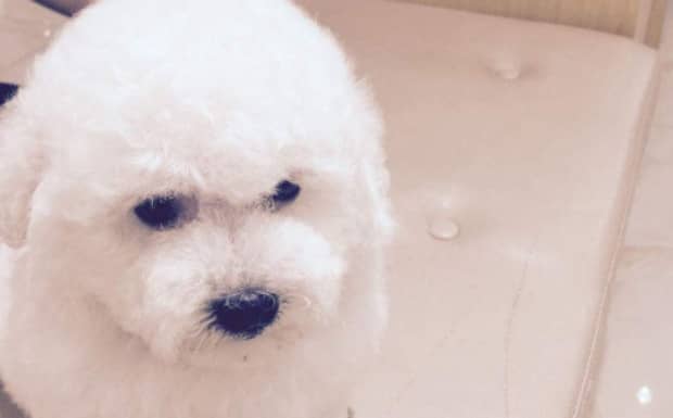 比熊犬价格一般多少钱啊