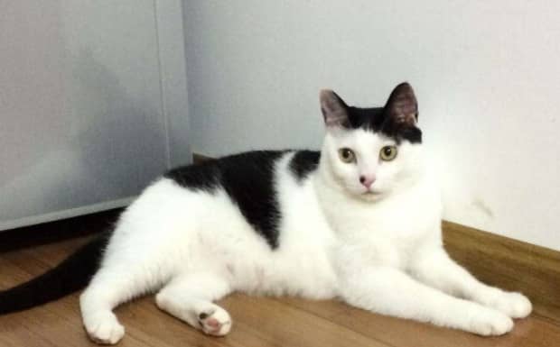 新手第一次养猫养哪个品种比较好 新手第一次养猫养哪个品种比较好