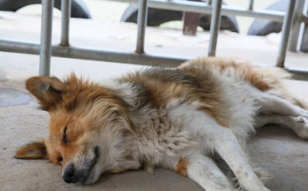 中华田园犬禁养怎么办 中华田园犬禁养怎么办