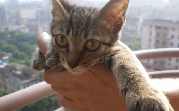 适合家养的猫排行榜