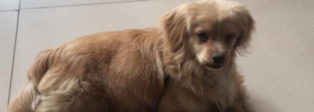 中华田园犬和串串狗的区别