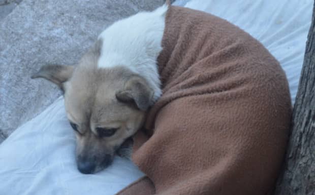 雌犬发情具体表现的四个方面