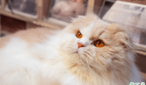  猫咪有哪些东西是不可以吃