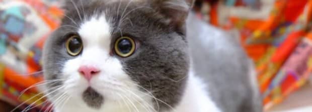 猫咪真的无时无刻都在想杀死主人吗 猫咪真的无时无刻都在想杀死主人吗