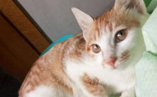 猫咪得猫癣多久能治愈