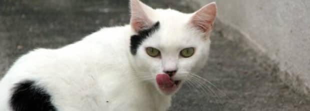 猫突然脾气大变咬人怎么回事 猫突然脾气大变咬人怎么回事
