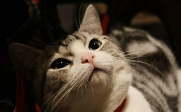 母猫养哪种品种好