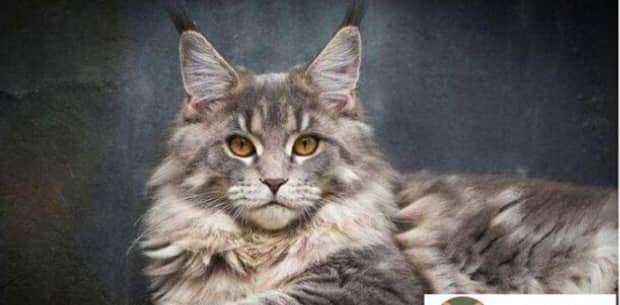 宠物猫的品种及图片-世界上最可爱的猫品种前十名