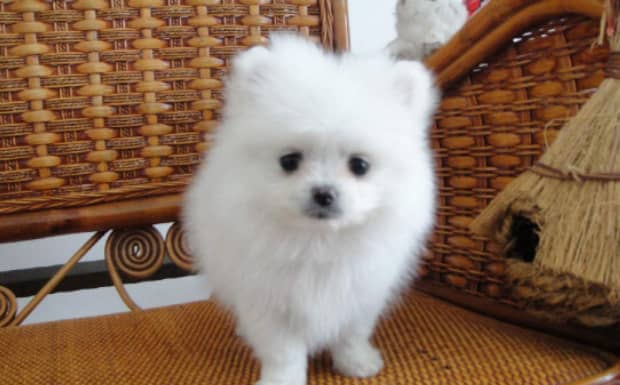 六个月之前的茶杯犬怎么鉴定