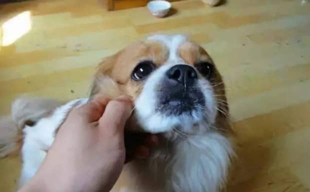 泰迪犬细小病毒会间接传染给人吗
