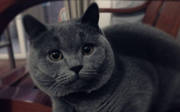 英短蓝猫一般多少钱一只