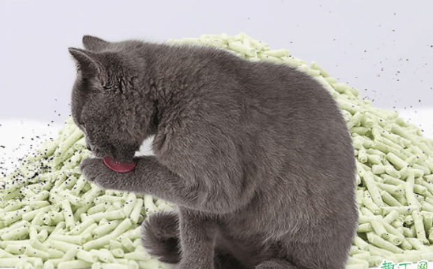 小猫不爱用香味猫砂怎么办