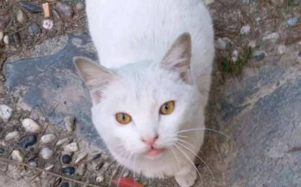 大猫舔新来的小猫是什么意思 大猫舔新来的小猫是什么意思