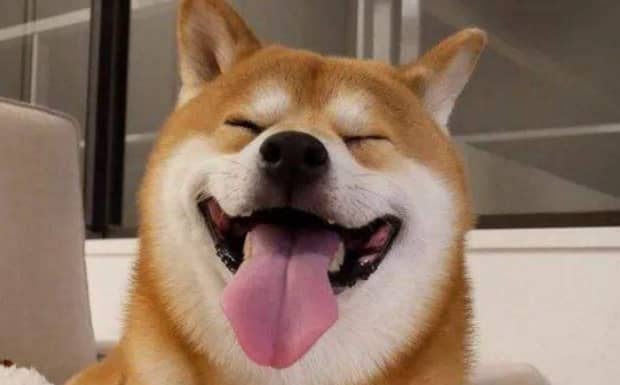 柴犬为什么喜欢眯眼笑