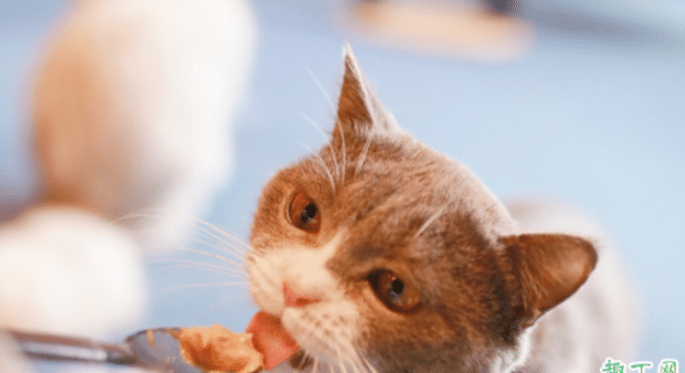 猫咪什么时候能吃猫罐头 猫咪什么时候能吃猫罐头