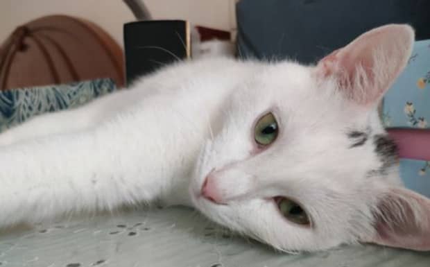 招财猫为什么有的是闭眼有的是睁着眼呢 招财猫为什么有的是闭眼有的是睁着眼呢