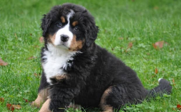 导盲犬是什么犬 导盲犬是什么犬