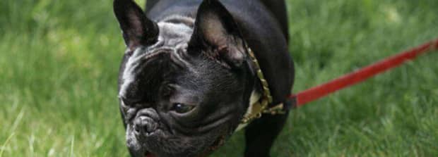 法斗犬优缺点有哪些