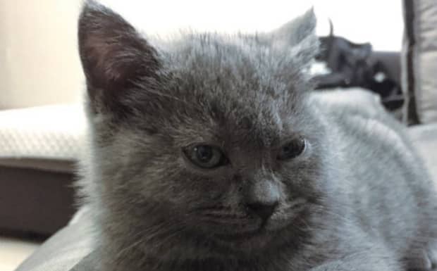 女孩养猫的好处和坏处