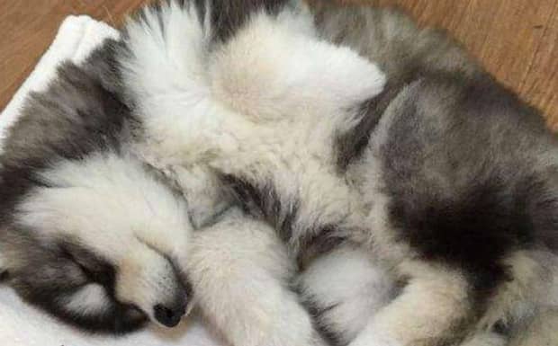 阿拉斯加犬怎么训练上厕所