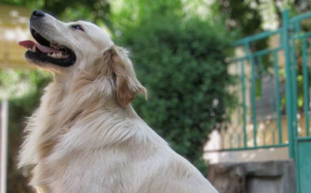 导盲犬是什么犬 导盲犬是什么犬
