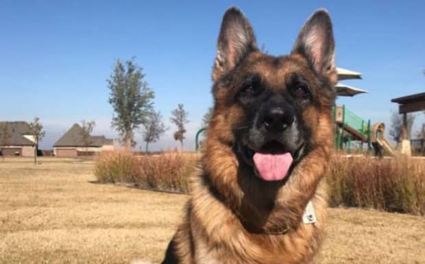 导盲犬是什么犬 导盲犬是什么犬