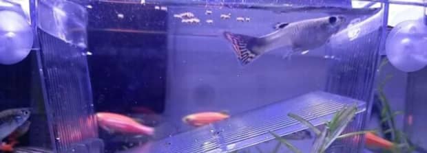 孔雀鱼难产的表现是怎么样的 孔雀鱼难产的表现是怎么样的