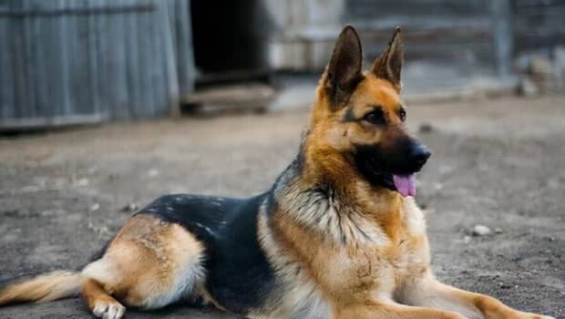 什么狗最护主-十大最佳保护主人的犬