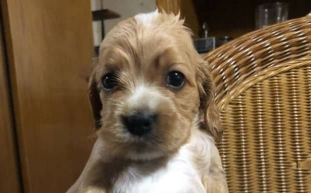 英卡是小型犬吗英卡好养吗
